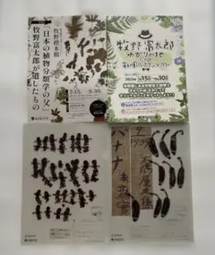 牧野富太郎　クリアファイル　2枚　牧野標本館　東京都立大学　ムジナモ　バナナ