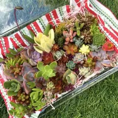 多肉植物カット苗詰め合わせ 大パック