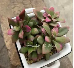 桜吹雪 抜き苗 多肉植物