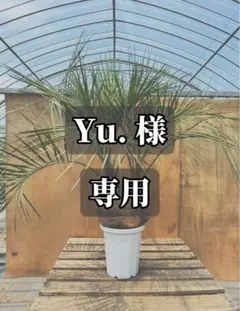 i*！様 ココスヤシ　双子　【2本立】 葉先150cm 幹回り60cm 幹高15 ココスヤシ 双子 【2本立】 葉先150cm 幹回り60cm 幹高15cm