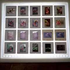 Item thumbnail for item fec3393f-6243-4fb1-8439-32c719b3b813