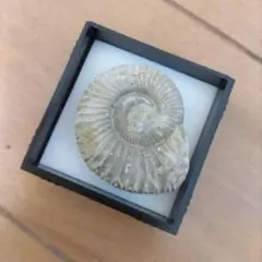 アンモナイト 化石 置物 約3cm