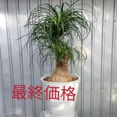 ポニーテール大型