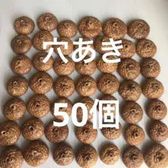 北海道　レッドオーク　穴あき　mix 50個　煮沸乾燥磨き済み