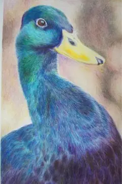 色鉛筆画　カモ