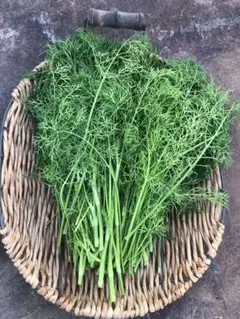 ディル100g 高知県産 送料無料!