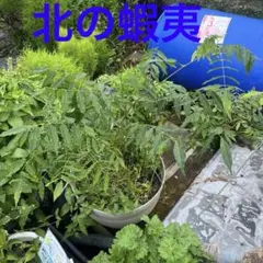 一才藤・接ぎ木　極太5年物　正規品 楽天市場】クラフト社 特製 カシメ打 極小 □ 8270 カシメ