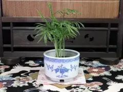 古伊万里 染付 桐紋に唐草の図 火入れ D532-5AS-fbfa