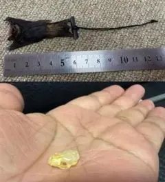 オオタケコウモリ（Greater bamboo bat）頭骨・剥製 セット