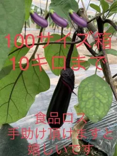 あと2箱で終了^^ なすび 茄子のSDGs食品ロスを助けて下さい( ; ; )