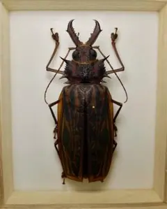 ［昆虫標本］オオキバウスバカミキリ 大型︎︎ ♀ 106mm 2024年採集 本物保証】 割引 106mm 2024年採集 昆虫標本］オオキバウスバ