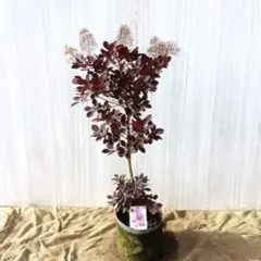 翠さん専用スモークツリー　ベルベットクローク　/394 翠さん専用スモークツリー ベルベットクローク /394 - メルカリ