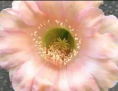 【最終値下げ】サボテン科大事典 ：266属とその種の解説 　伊藤芳夫 1988 Amazon.co.jp: サボテン科大事典: 266属とその種の解説 : 伊藤