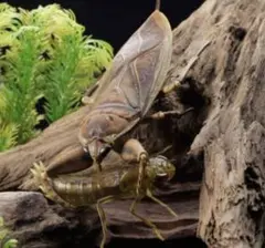 インドネシア産タガメ 立体標本 インドネシア産タガメ標本｜Yahoo!フリマ（旧PayPayフリマ）