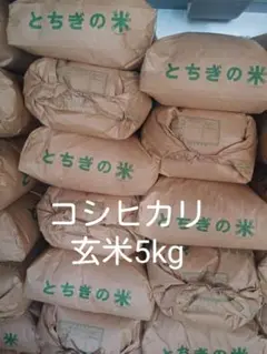 ◇新米 栃木県産 コシヒカリ 玄米5kg (農家直送)