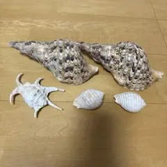綺麗な貝殻