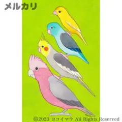 原画「小鳥ブレーメン〜モモイロインコ」鳥/イラスト/絵画/アート/マメルリハ