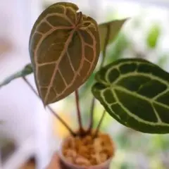 2025年最新】anthurium michelleの人気アイテム - メルカリ