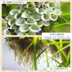 天然産卵床 サルビニアククラータと水草2種セット