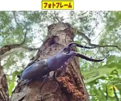 【夏の森フォトフレーム】クワガタの写真(2L判。オリジナルフォト)