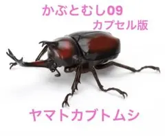 いきもの大図鑑　かぶとむし09 ヤマトカブトムシ　単品　（カプセル版）