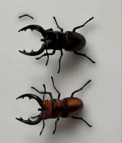 ChocoQ トカラノコギリクワガタ黒化型＋オレンジ型セット