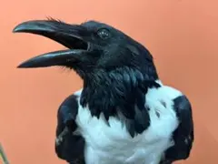 高品質　ムナジロガラス　全身剥製