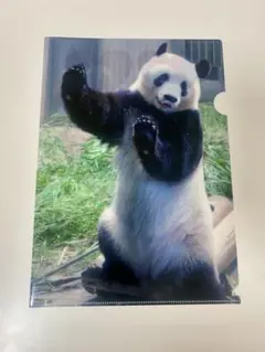 【アキちゃんさん専用】 上野動物園 シャンシャン A4クリアファイル