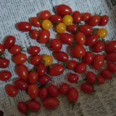 フルーツミニトマト北海道産、無農薬