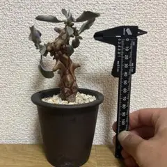 16日まで限定価格!オトンナ ヘレー 鉢付き
