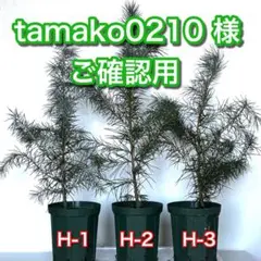 ヒマラヤシーダー　ファーストスノー　接ぎ木苗 ヒマラヤシーダー ファーストスノー 接ぎ木苗 - メルカリ