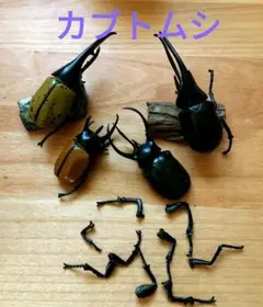 カブトムシ