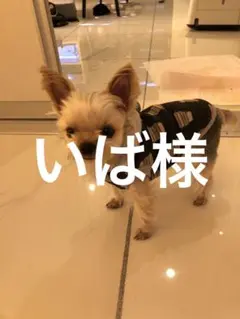 専用