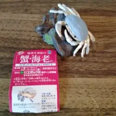 展示品エポック地球生命紀行蟹海老サワガニガチャジオラマリアル