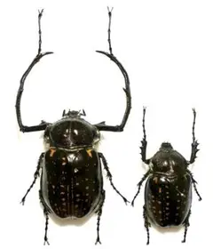 2025年最新】テナガコガネ 標本の人気アイテム - メルカリ