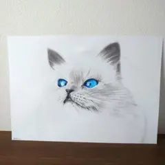 色鉛筆画 猫 原画 A4