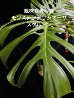 モンステラ13 スケルトン　デリシオーサ　新芽展開中　発根済み　限定株 モンステラ13 スケルトン デリシオーサ 新芽展開中 発根済み