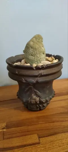 鉢