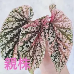 10 ベゴニア スノーキャップド 斑入り - メルカリ
