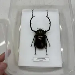 ※貴重！大型　タイ産ゲストロイテナガコガネ　♂野外標本 貴重！大型タイ産ゲストロイテナガコガネ♂野外標本