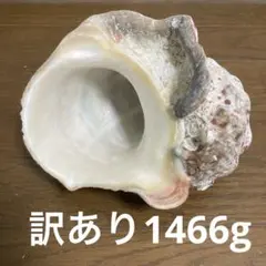 【沖縄産】訳あり　特大サイズ　夜光貝の殻　1466g