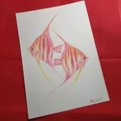 エンゼルフィッシュ2