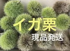 今の時期のみ！季節物　栗のイガ　イガ栗　毬栗　小さめ12個　ゆうパケット