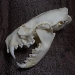 ミンク 頭骨 頭蓋骨 骨格標本 Ｄ