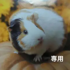 Item thumbnail for item 2612c9aa-5721-44bd-b0c3-d5793e4d7b5a