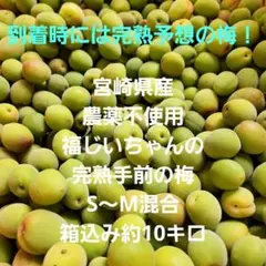 完全無農薬　梅　箱込み約10キロ 青梅 南高梅 無農薬 2Kgのお取り寄せ販売（通販）送料無料でお届け