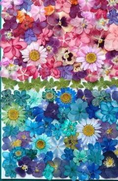 ❀押し花素材❀　暖色系＆寒色系のお楽しみセット⑨