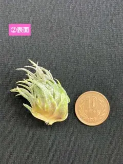 2025年最新】Tillandsia sprengelianaの人気アイテム - メルカリ