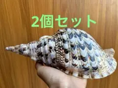 ☆法螺貝☆　ほらがい　貝殻　標本　まとめて4個　アンティーク　オブジェ　骨董 ☆法螺貝☆ ほらがい 貝殻 標本 まとめて4個 アンティーク