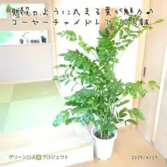 2025年最新】高性チャメドレアの人気アイテム - メルカリ